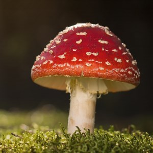 Mushrooms HD Wallpapers New Tab Theme