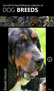 Dog Breed Wallpapers screenshot 1