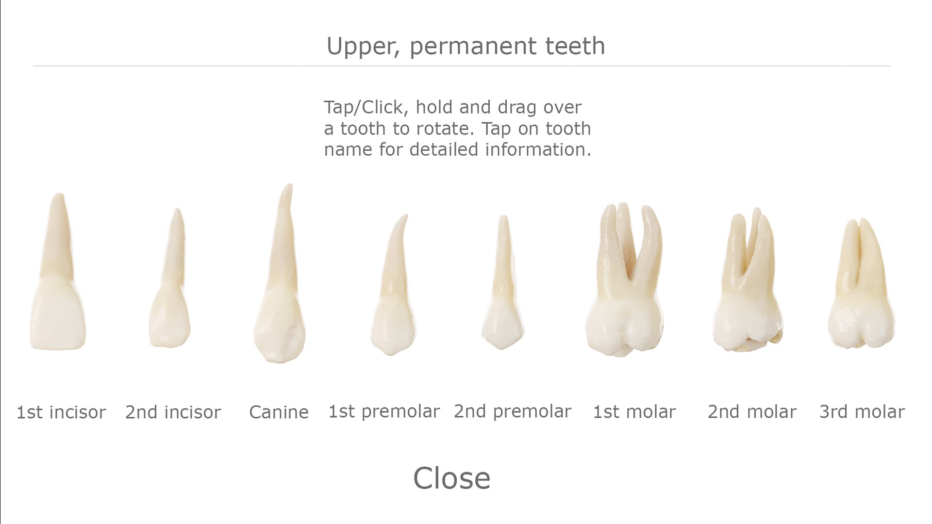 Tooth Guide Lite for Windows 10