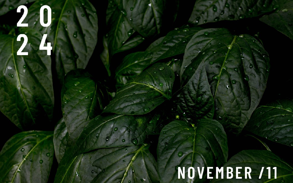 November Nature Wallpaper New Tab