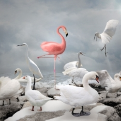 Flamingo Standout