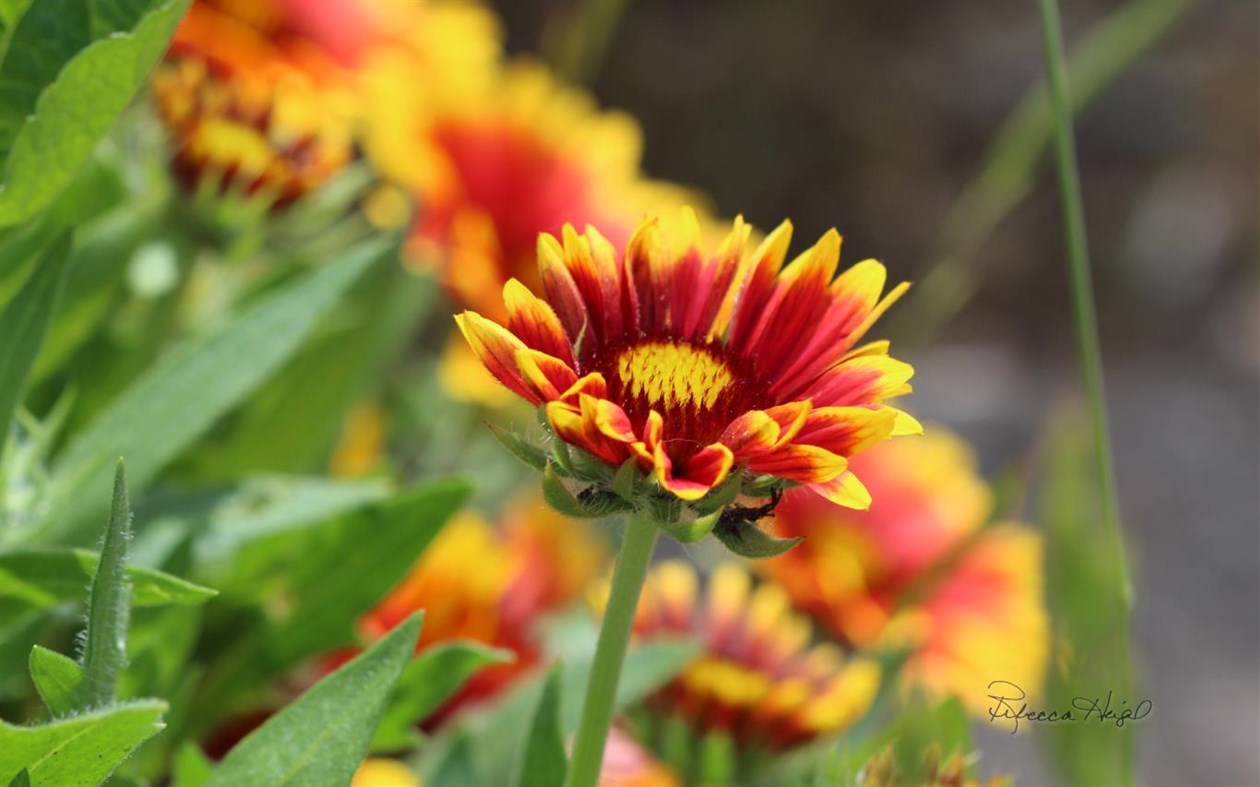 #4. Spring Blooms by Rebecca Heigel (Windows) 由: Microsoft Corporation