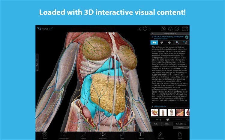 Human Anatomy Atlas 2023: Complete 3D Human Body di Visible Body ...