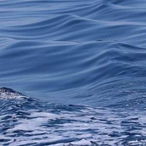 Transcendent Waters