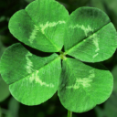 Lucky - Lucky88 icon