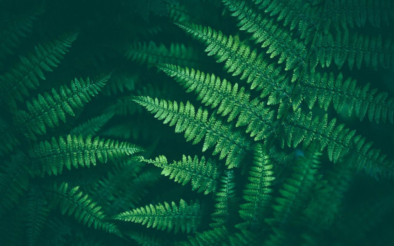 #4. Shapes of Leaves (Windows) 由: Microsoft Corporation