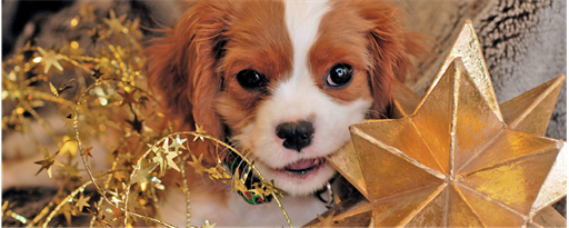 Christmas Puppies - Dog & Puppy HD Wallpapers marquee promo image