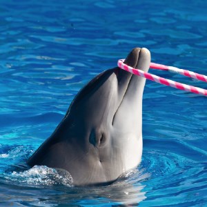 My Dolphins HD Wallpapers New Tab Theme icon