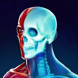 Anatomie - Muskeln und Knochen