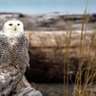 Snowy Owls by Christopher D Elliott