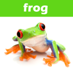 Toddler Flashcards+