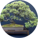 Bonsai Tree Wallpaper New Tab icon