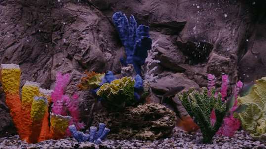 Real coral aquarium HD screenshot 2