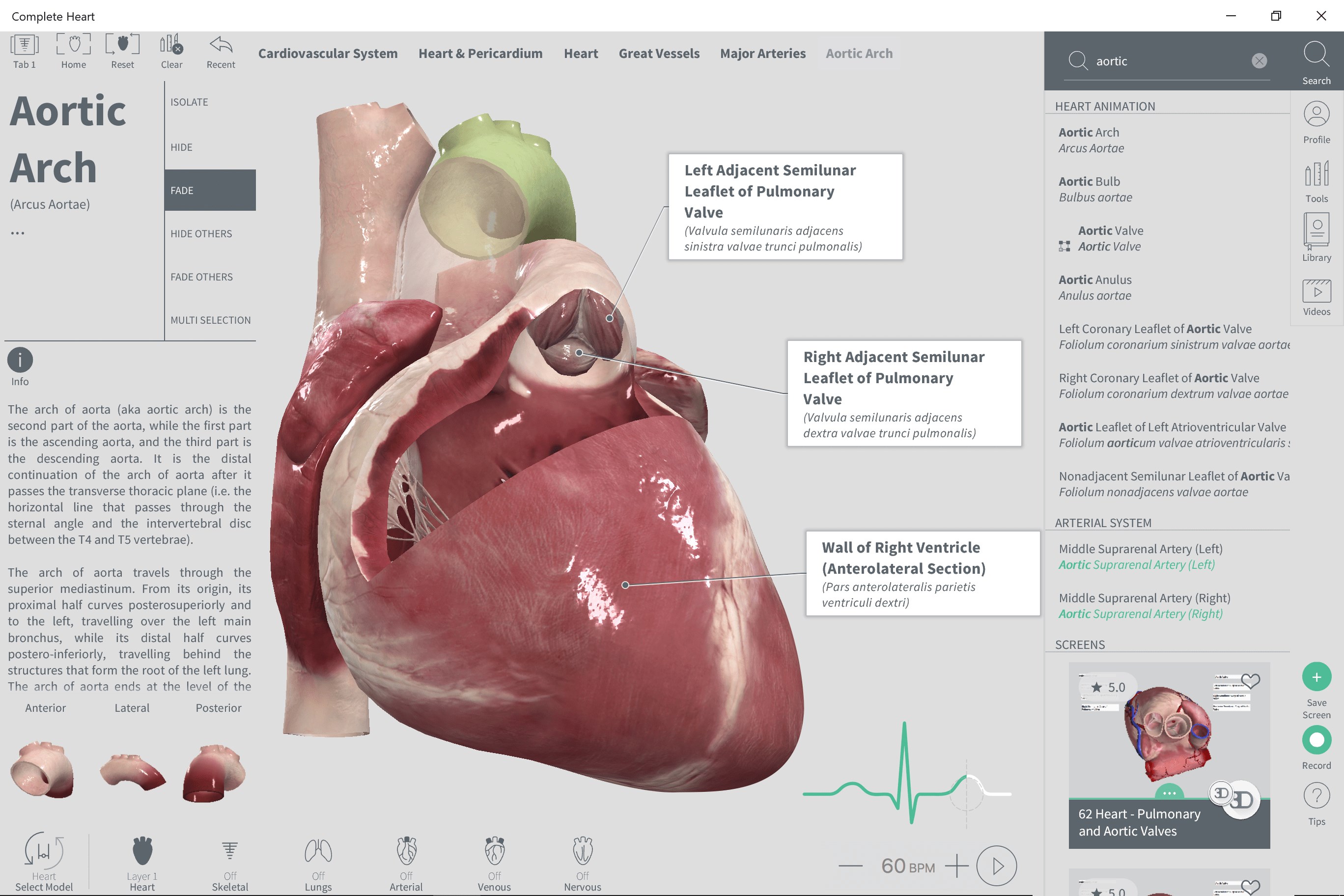 3d Human Heart Model Free Download