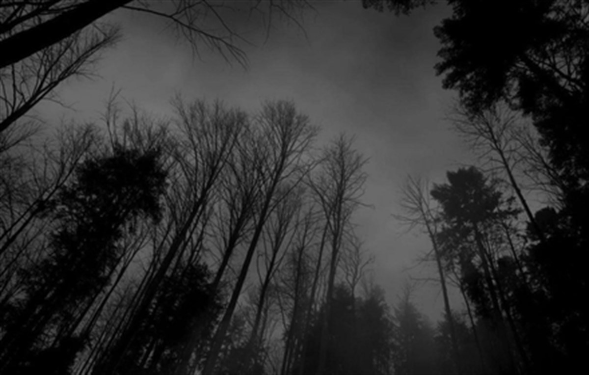 Black Forest Wallpaper New Tab