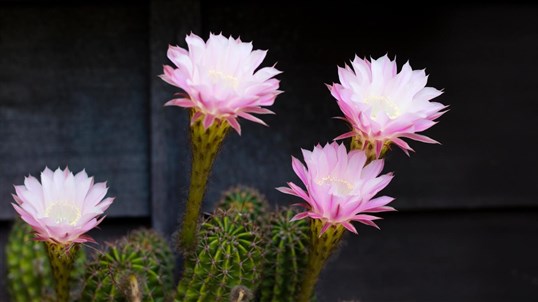 Cactus Flowers screenshot