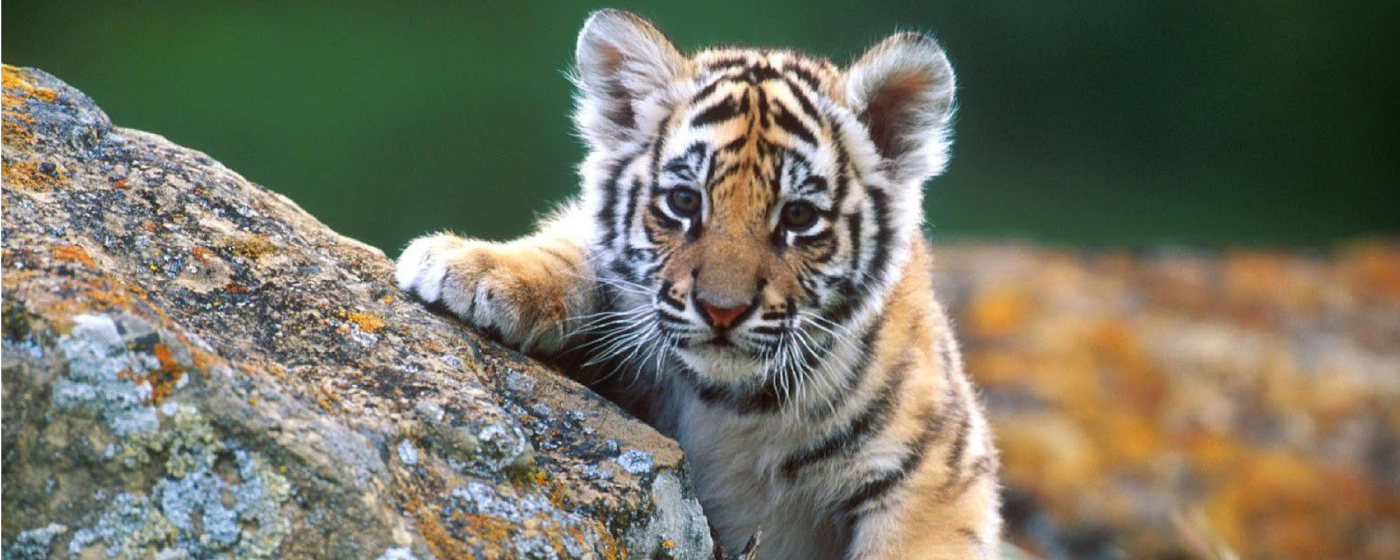 Baby Tigers HD Wallpaper New Tab marquee promo image