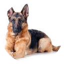 German Shepherd Wallpaper New Tab icon