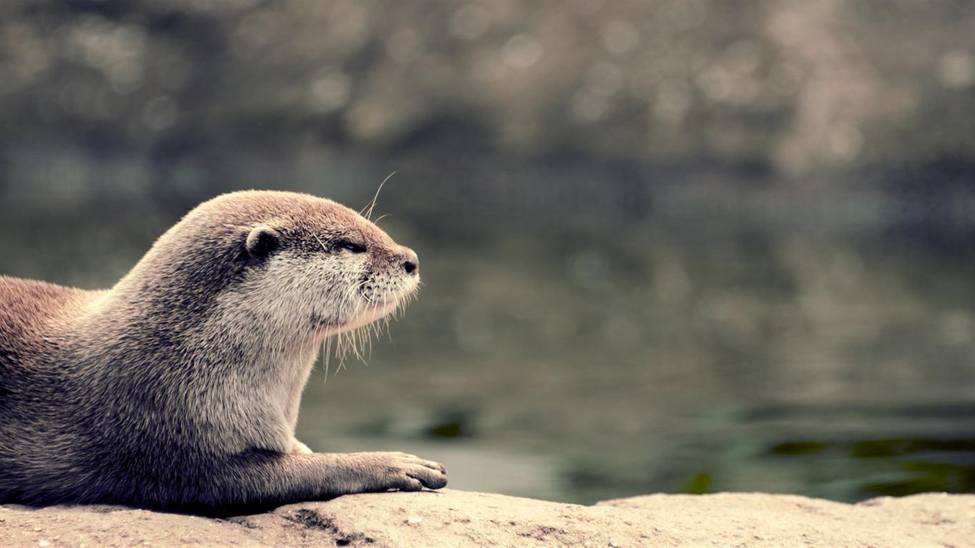 #3. Otters (Windows) 由: Microsoft Corporation