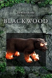 The Elder Scrolls Online: Nightmare Bear Cub Pet
