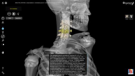 3D Organon Anatomy - Skeleton, Bones, and Ligaments screenshot 2