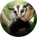 Sugar Glider Wallpaper New Tab icon