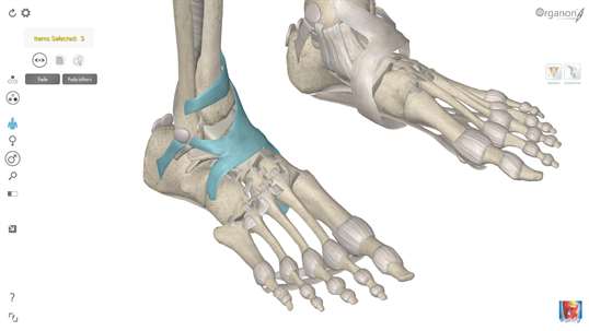 3D Organon Anatomy - Skeleton, Bones, and Ligaments screenshot 5