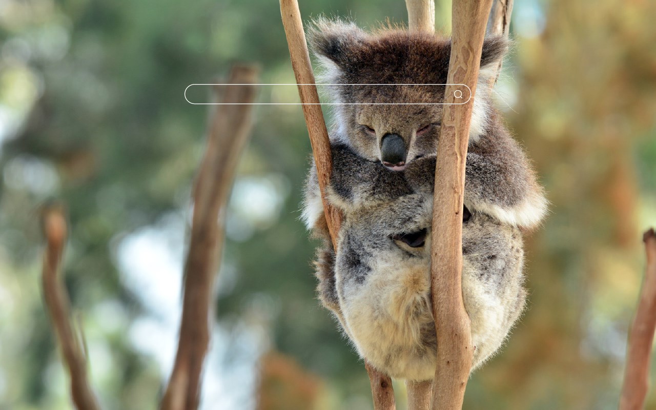 My Koala Bear - Adorable Koala HD Wallpapers