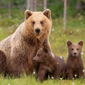 My Bears - Cute Bear & Cub Wallpapers New Tab