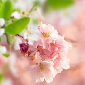 Hello Spring HD Wallpaper Theme