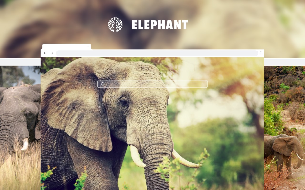 Elephant HD Wallpaper New Tab Theme