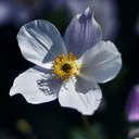 Anemone Flower HD Wallpapers icon