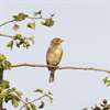 Tweeter Bird ID Quiz