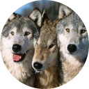 Wolf Wallpaper icon