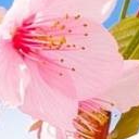 Spring Wallpaper New Tab icon