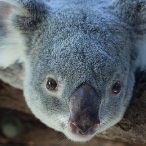 My Koala Bear - Adorable Koala HD Wallpapers icon
