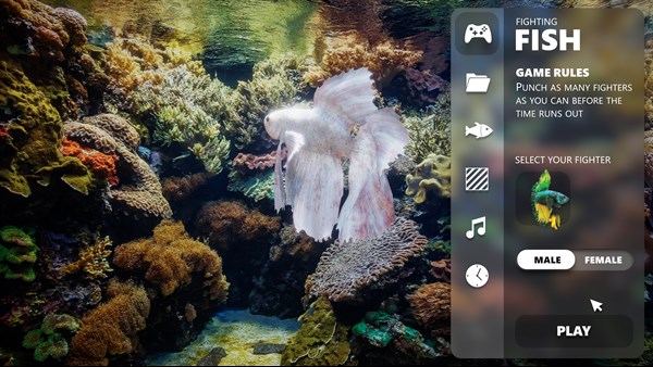 Siamese Fighting Fish — 7