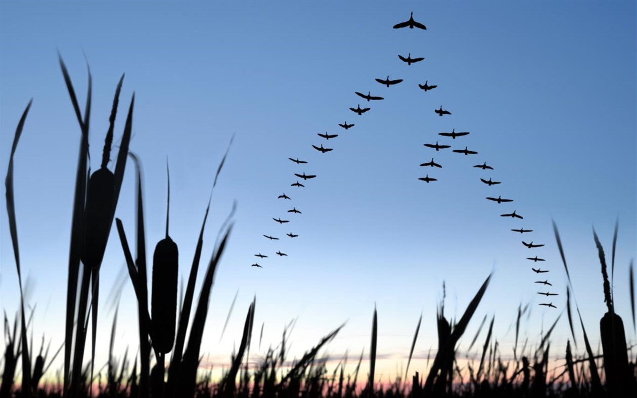 #3. Migration (Windows) 由: Microsoft Corporation