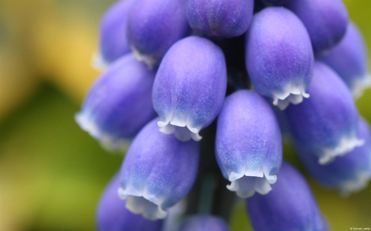 #2. Community Showcase Flora 4 (Windows) 由: Microsoft Corporation