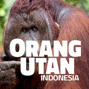 Orangutan - Indonesia