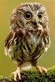 Owl Jigsaw Puzzles