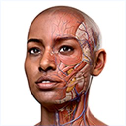 Atlas d’anatomie humaine 2024 : Corps humain entier en 3D Application  officielle dans le Microsoft Store