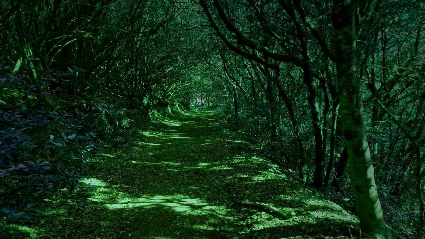 #4. Forest Live Animated Wallpapers (Windows) By: F8 Network