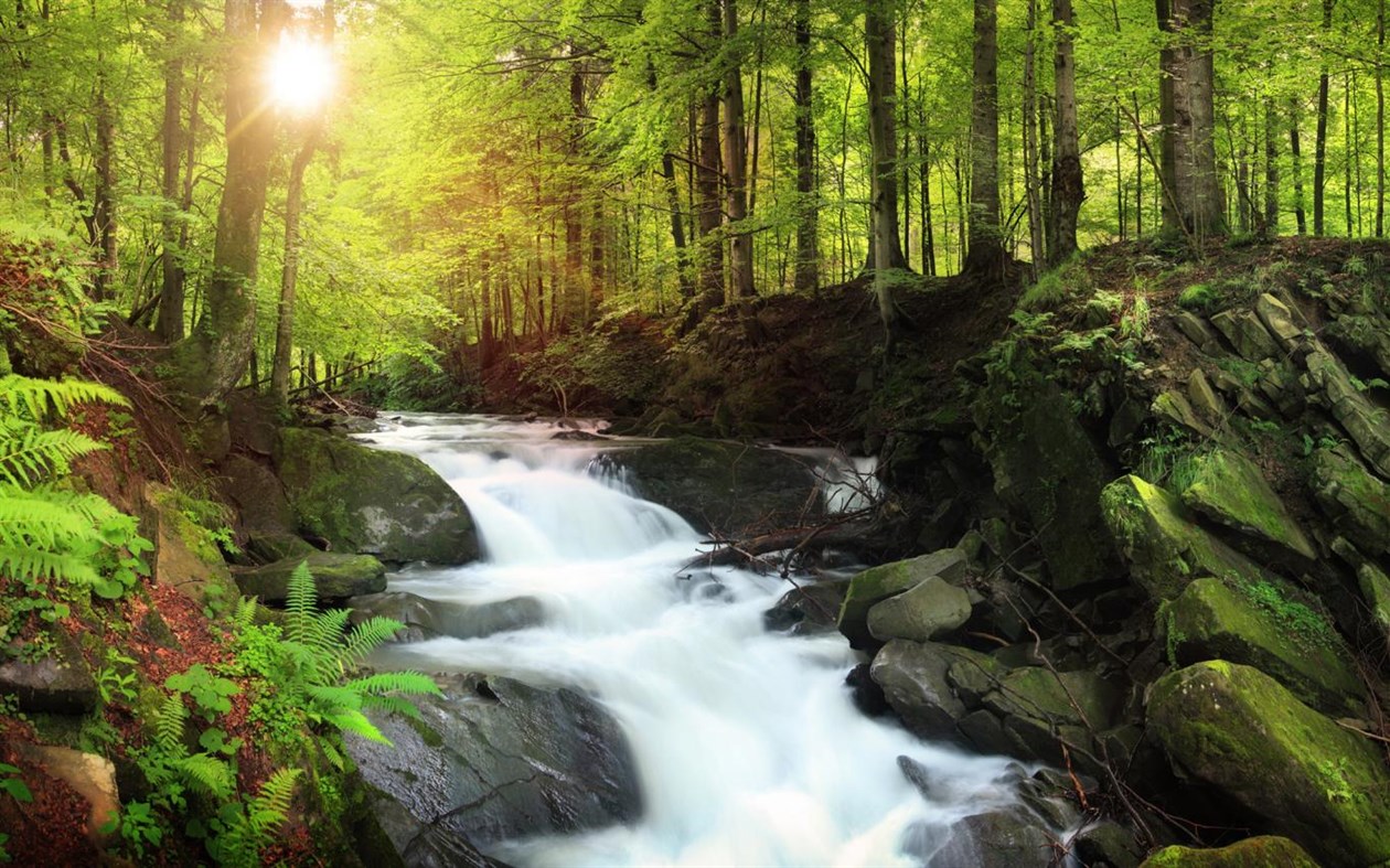 #2. Forest for the Trees (Windows) Podle: Microsoft Corporation