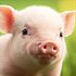 Ma Vie : Vétérinaire à la ferme