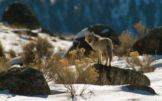 Animals of Yellowstone screenshot 1