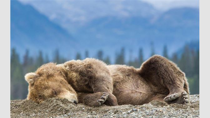 Медведь лежит фото Медведь лежит фото