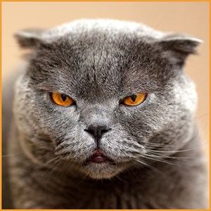 Get Funny Cat Wallpapers Microsoft Store En Il