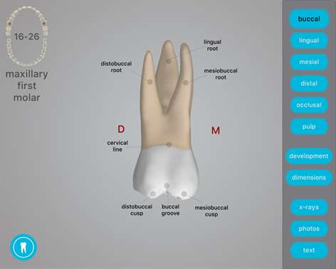 Dental Corpus Anatomy Screenshots 2