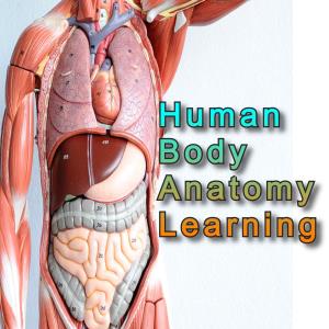 Human Body Anatomy Learning